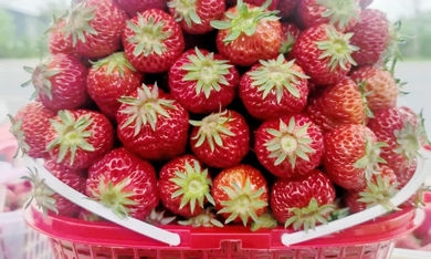 洪安草莓的“甜蜜爆击”，你准备好了吗